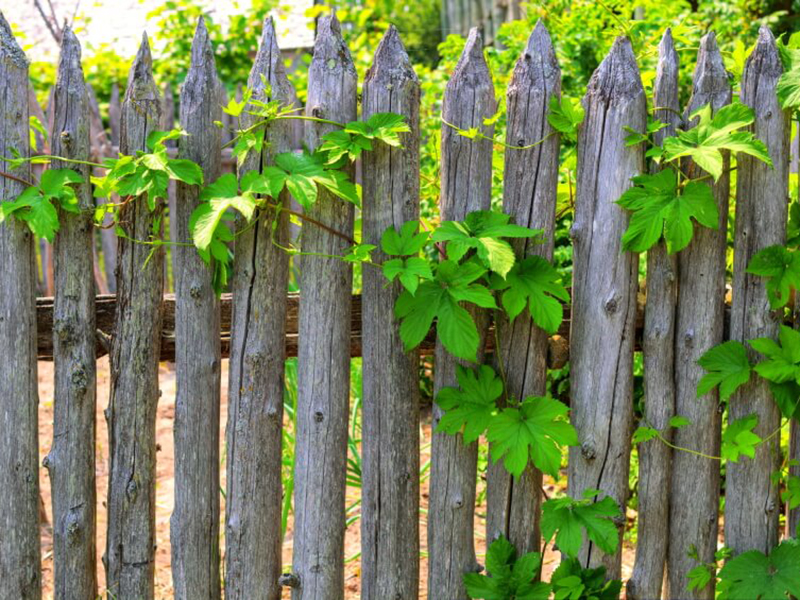 mẫu thiết kế hàng rào đẹp mắt với gỗ ghép