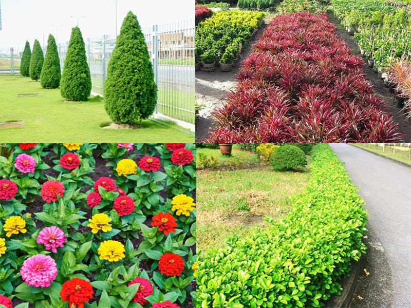 một vài loại cây được trồng trong thiết kế sân vườn ở nông thôn