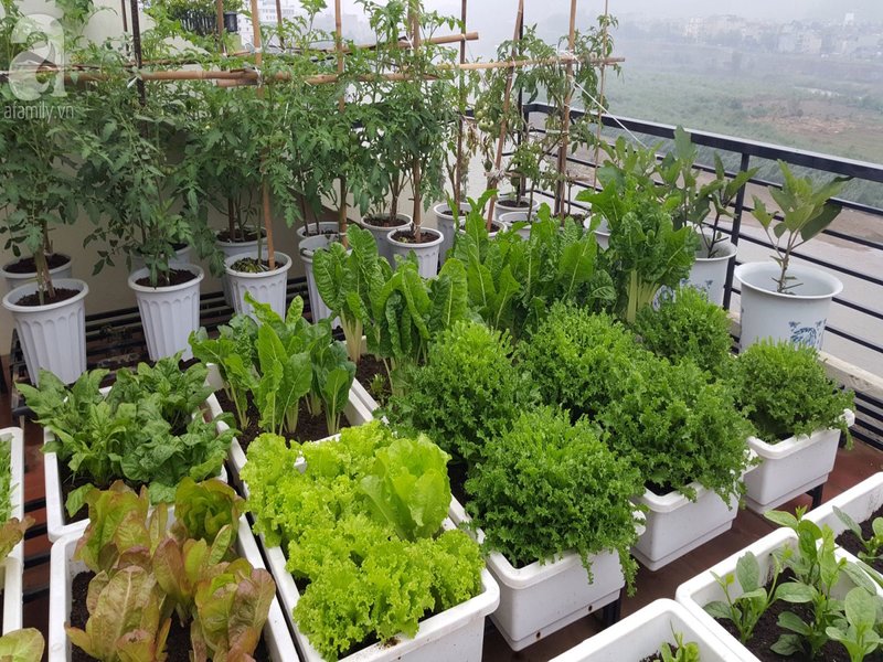 thiết kế sân vườn trên tầng thượng thành vườn rau