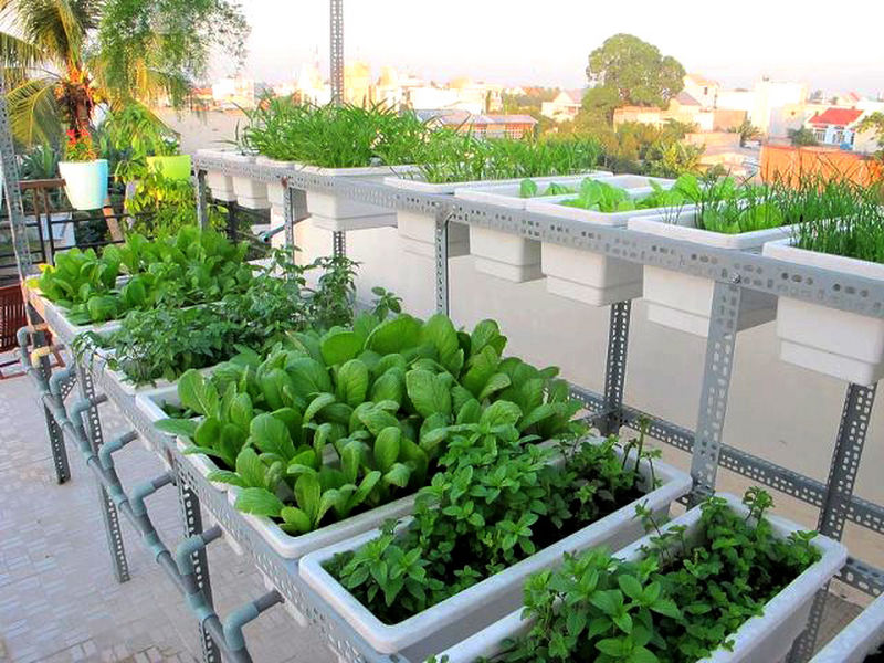 tận dụng không gian sân thượng để trồng rau sạch