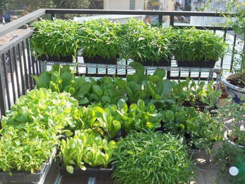 tận dụng không gian sân thượng làm vườn rau