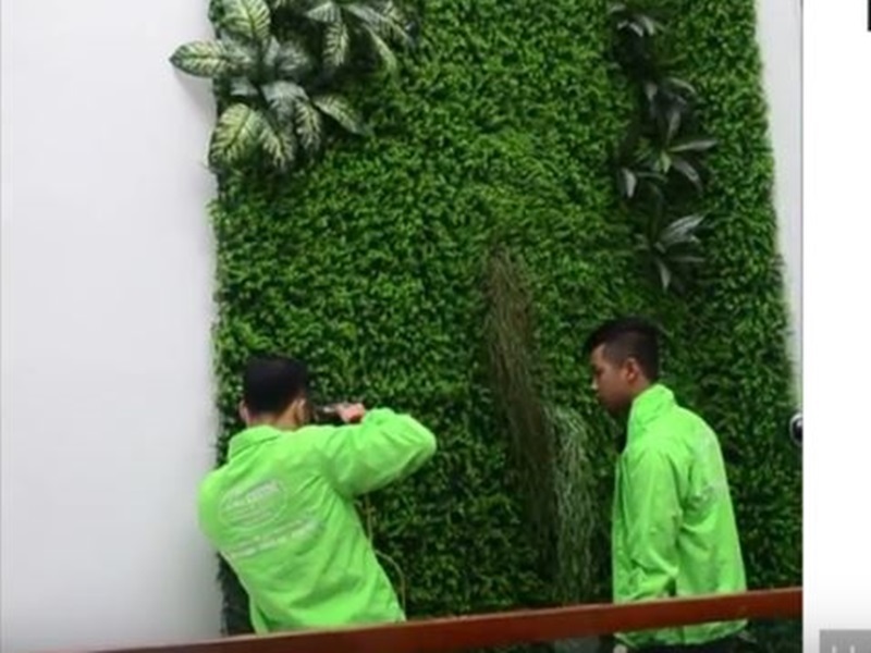 giới thiệu kỹ thuật dán cỏ nhân tạo lên tường