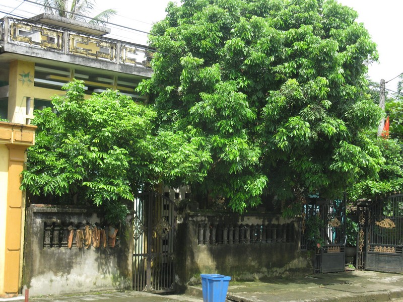 phong thủy trồng cây trước cổng nhà