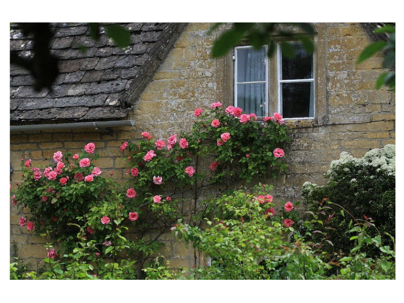 Trang trí sân vườn nhỏ với giàn hoa hồng leo