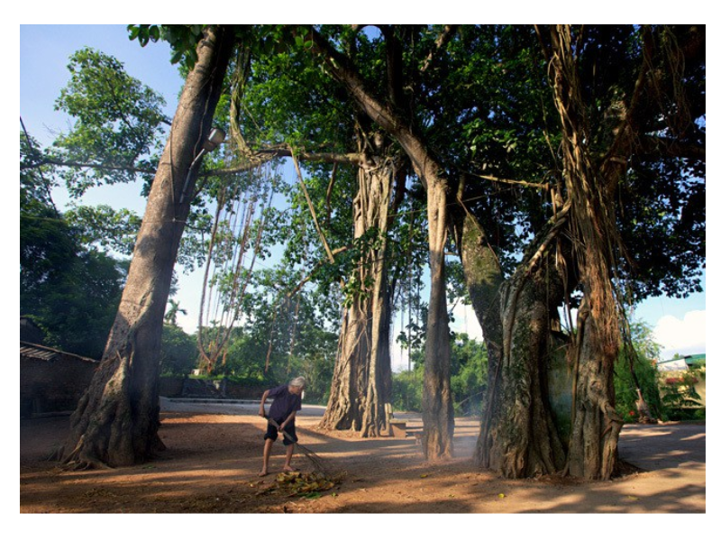 Cây đa cổ thụ là hình ảnh không thể thiếu của làng quê Việt Nam